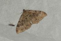 Rheumaptera cervinalis cervinalis