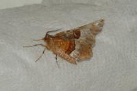 Selenia tetralunaria