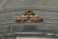 Earophila badiata