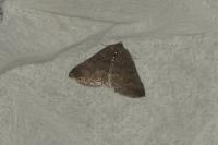 Aleucis distinctata