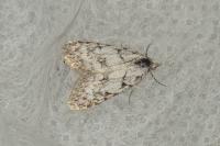 Nola cicatricalis
