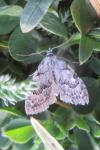 Nola confusalis