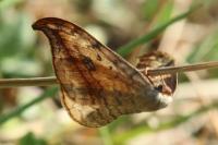 Drepana falcataria
