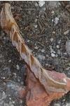 Timandra comae