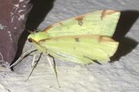 Opisthograptis luteolata