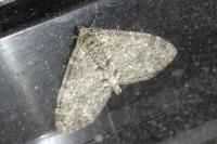 Lobophora halterata