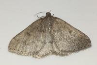 Aleucis distinctata