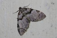 Anticlea derivata