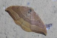 Watsonalla cultraria