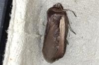 Ochropleura plecta
