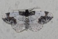 Ligdia adustata