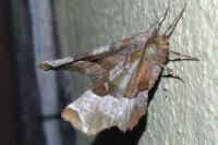 Selenia tetralunaria