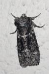 Polyploca ridens