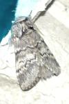 Drymonia ruficornis