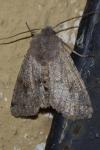 Orthosia incerta