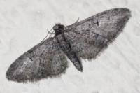 Eupithecia abbreviata