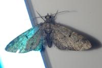 Eupithecia indigata