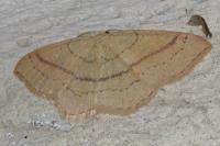 Cyclophora linearia