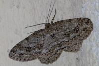 Ectropis crepuscularia