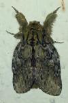 Peridea anceps