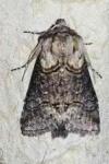 Abrostola asclepiadis