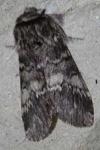 Drymonia ruficornis