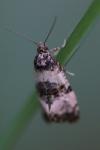 Cochylis atricapitana