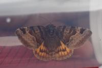 Euclidia glyphica