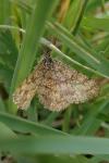 Ematurga atomaria