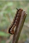 Euthrix potatoria