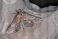 Pterostoma palpina