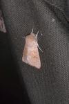 Orthosia miniosa