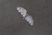 Eupithecia insigniata