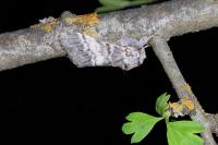 Drymonia ruficornis