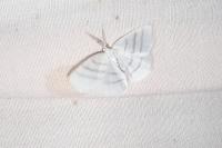 Cabera pusaria