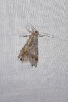 Macaria alternata