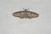 Eupithecia dodoneata