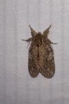 Peridea anceps