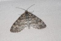 Lobophora halterata