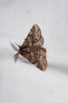 Lycia hirtaria