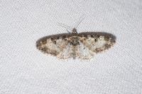 Eupithecia irriguata