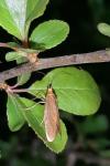 Nematopogon swammerdamella swammerdamella