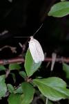 Agonopterix kaekeritziana