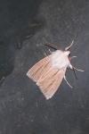 Acronicta albovenosa