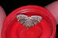 Acasis viretata