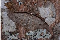 Ectropis crepuscularia