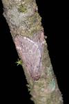 Alsophila aescularia