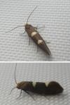 Incurvaria masculella