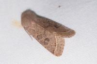 Orthosia cerasi