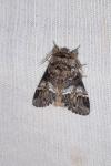 Drymonia dodonaea